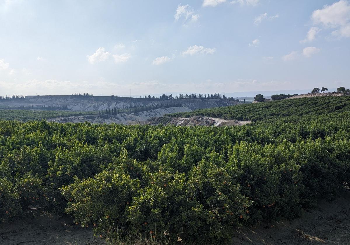 Huertos de naranjos y limoneros en la zona de 'badlands' a la salida de Alguazas.