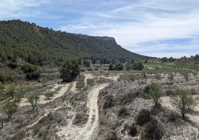 Panorámica de un campo de viñedos al cruzar un viaducto del río Mula.