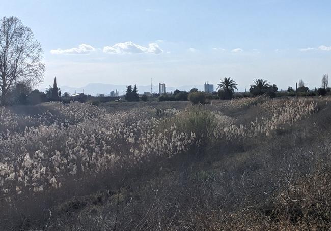 Vegetación en la senda del río, tras dejar atrás Puente Tocinos, con los rascacielos de Atalayas en el horizonte.