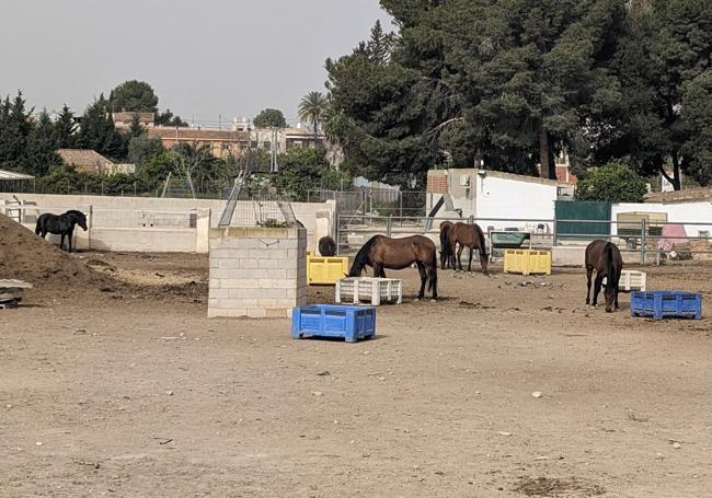 Caballos en una granja, cerca de la pedanía murciana de Rincón de Seca.