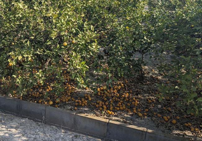 Gran cantidad de limones caídos en un huerto, entre Alguazas y Los Rodeos.