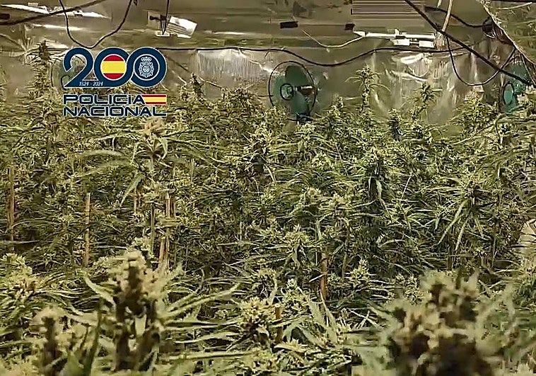 Plantación de marihuana encontrada en la vivienda de Molina de Segura.