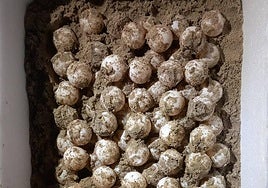 Primer anidamiento de tortuga boba de este año, en La Manga.