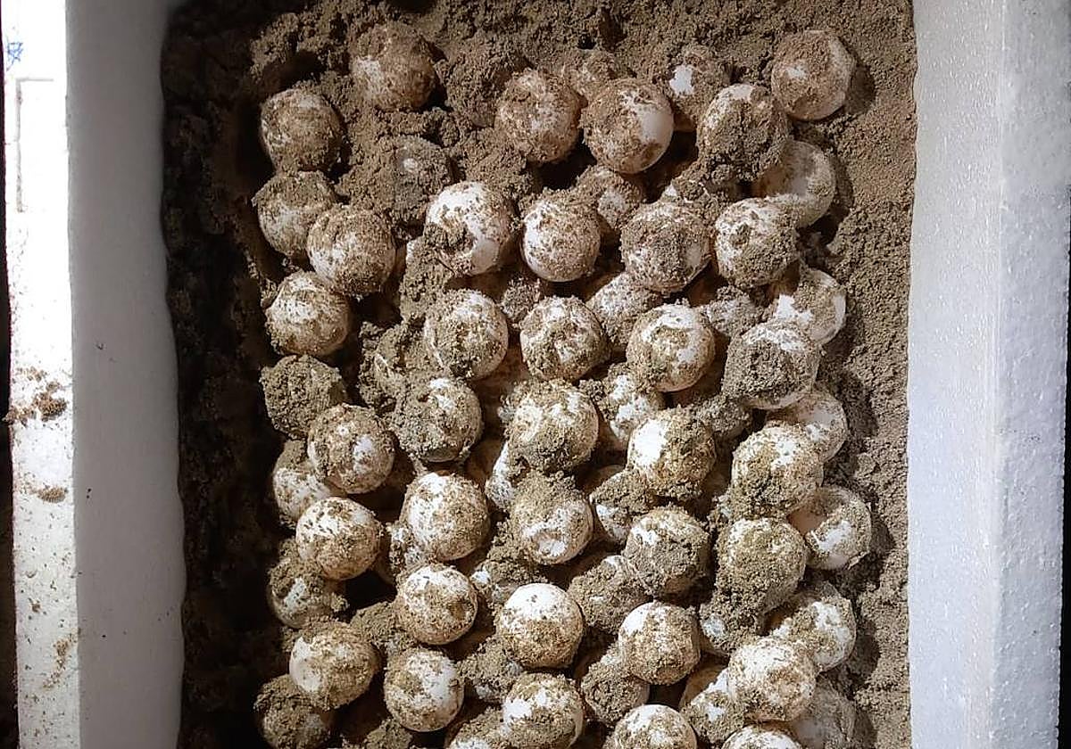 Primer anidamiento de tortuga boba de este año, en La Manga.