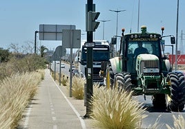 Ejemplares de 'rabo de gato' en el carril bici de la costera norte.