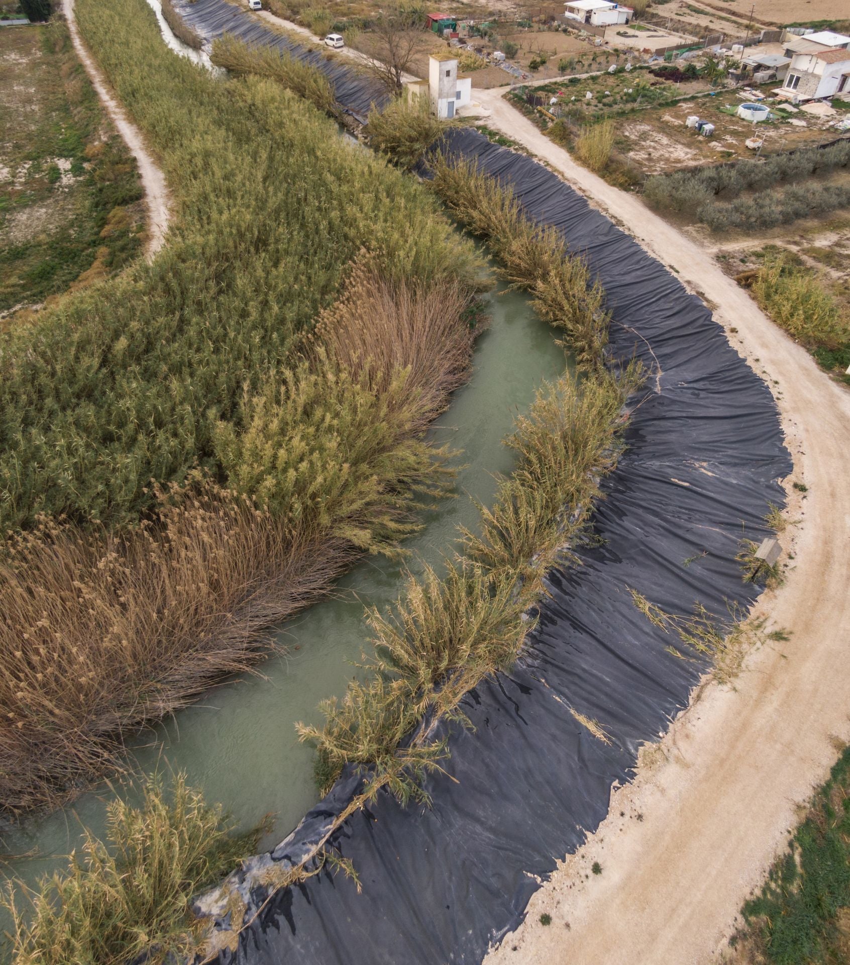 Recuperación de árboles y arbustos de ribera a lo largo del río Segura, en imágenes