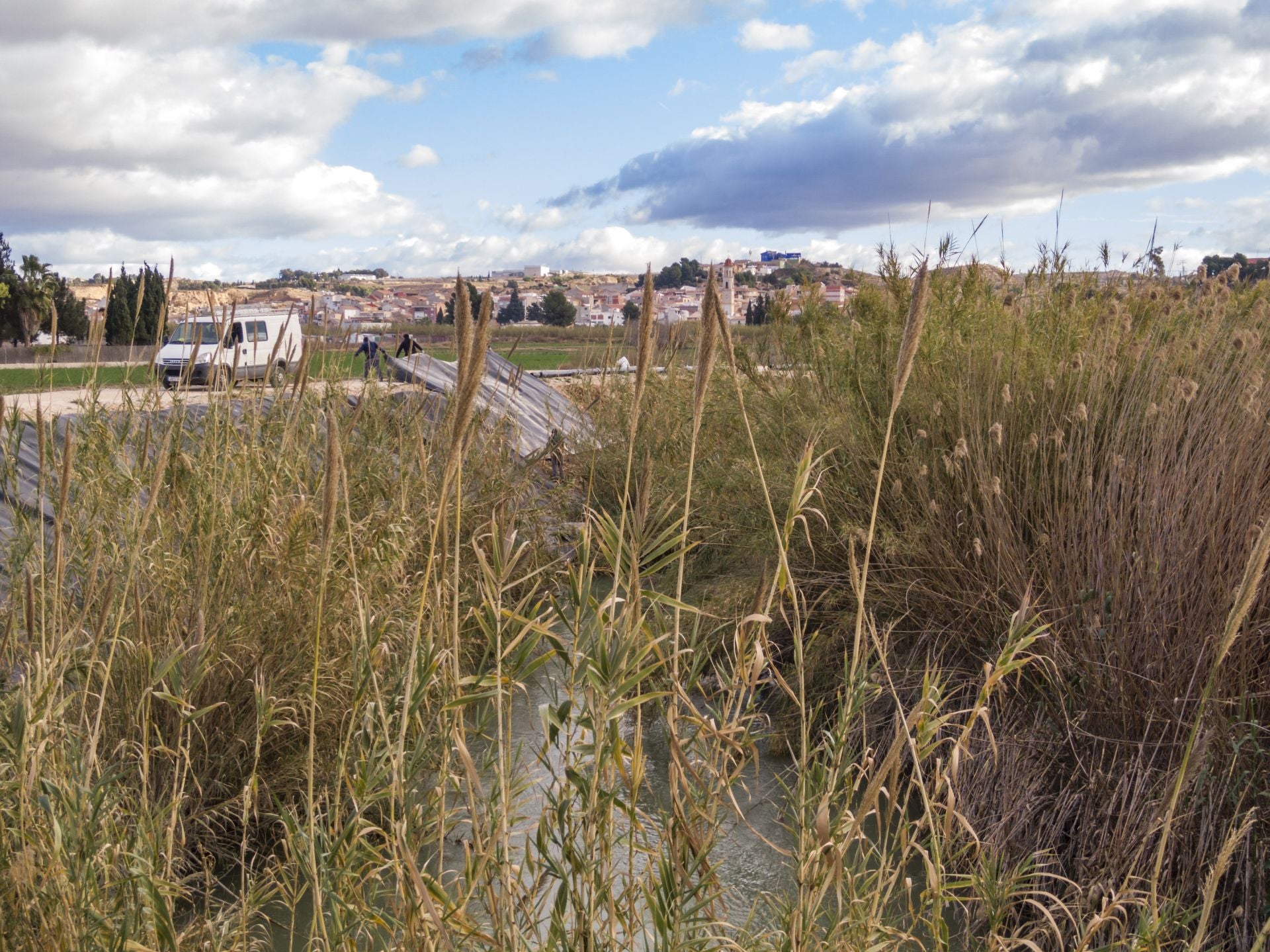 Recuperación de árboles y arbustos de ribera a lo largo del río Segura, en imágenes