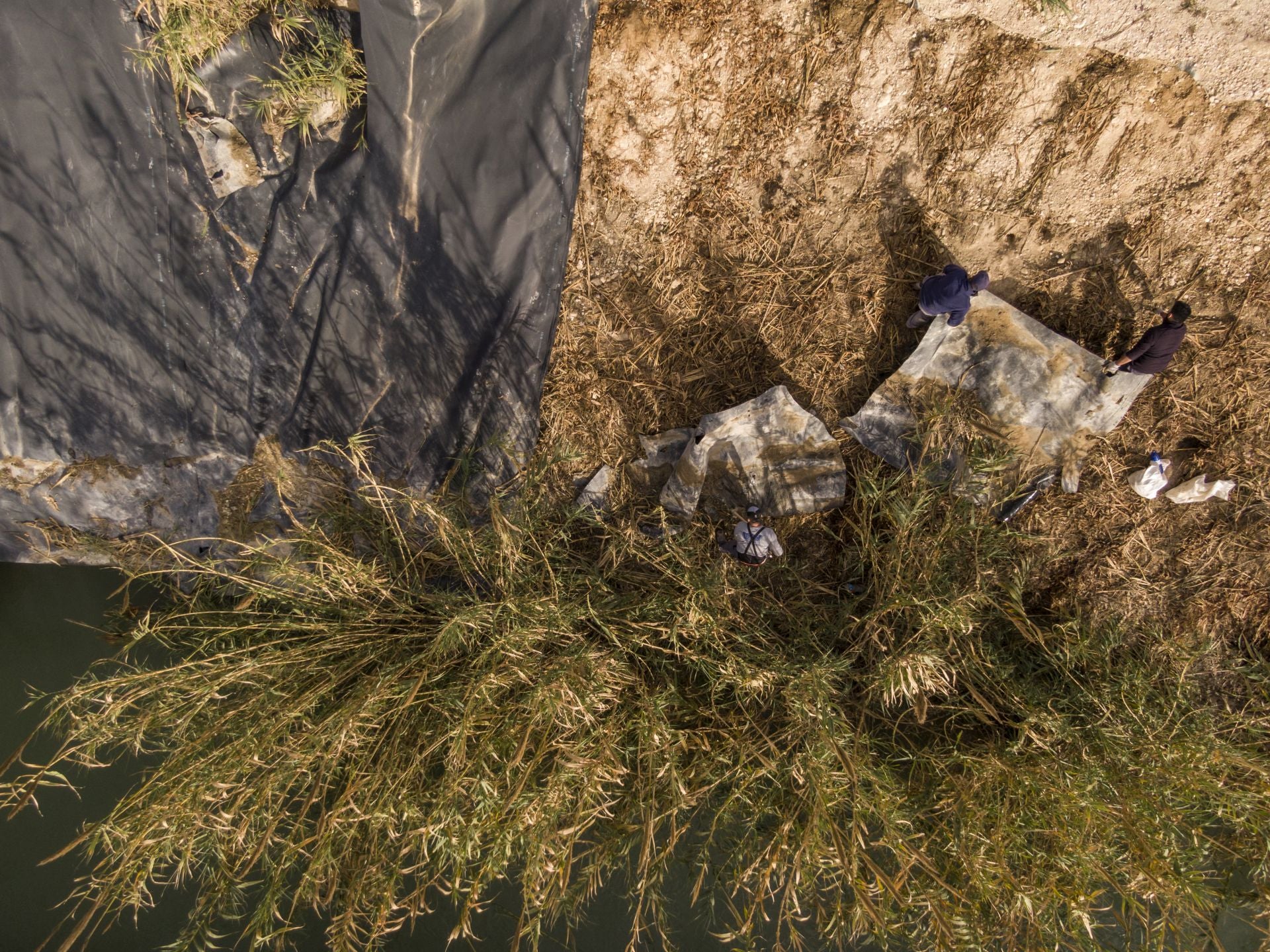 Recuperación de árboles y arbustos de ribera a lo largo del río Segura, en imágenes