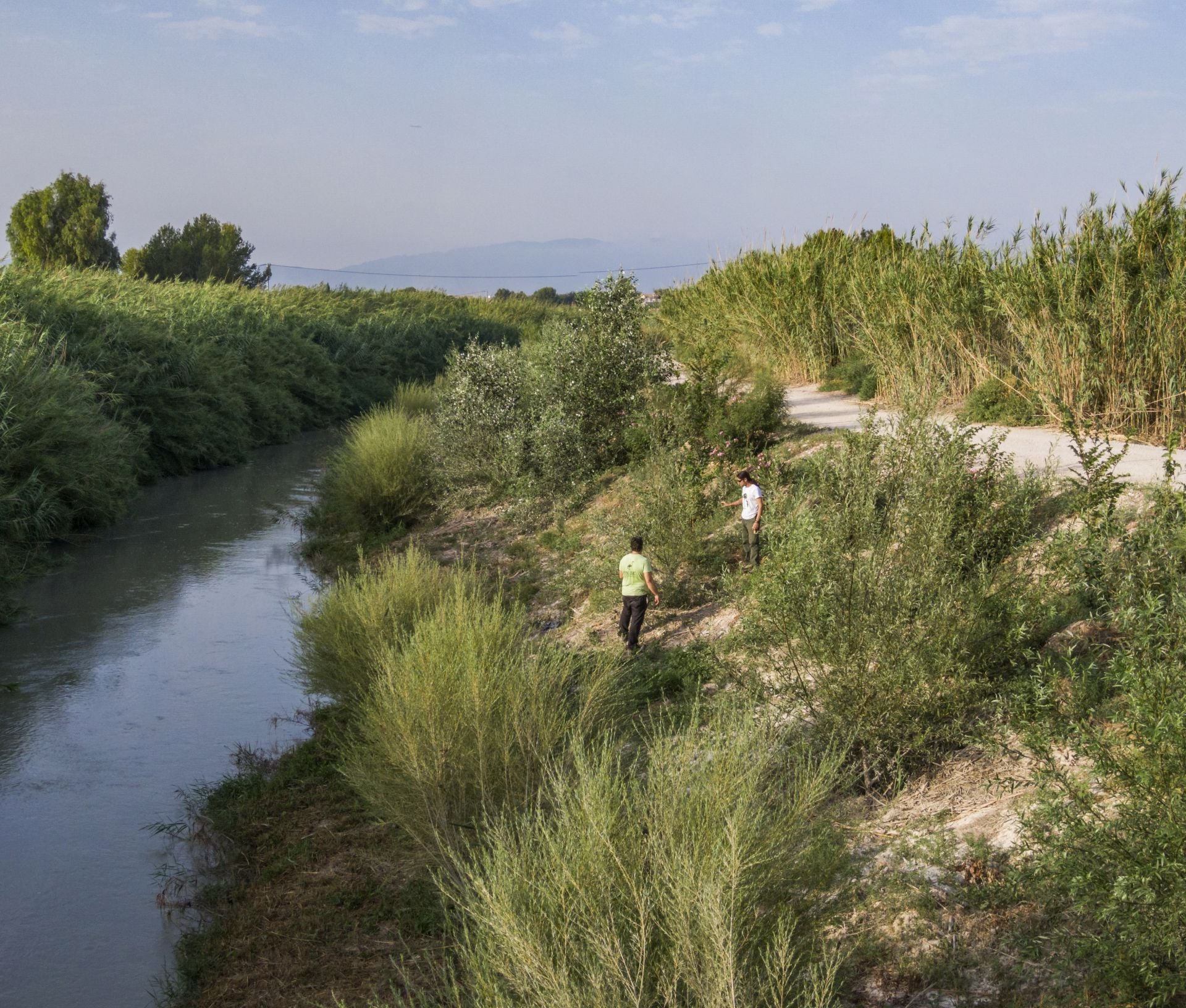 Recuperación de árboles y arbustos de ribera a lo largo del río Segura, en imágenes