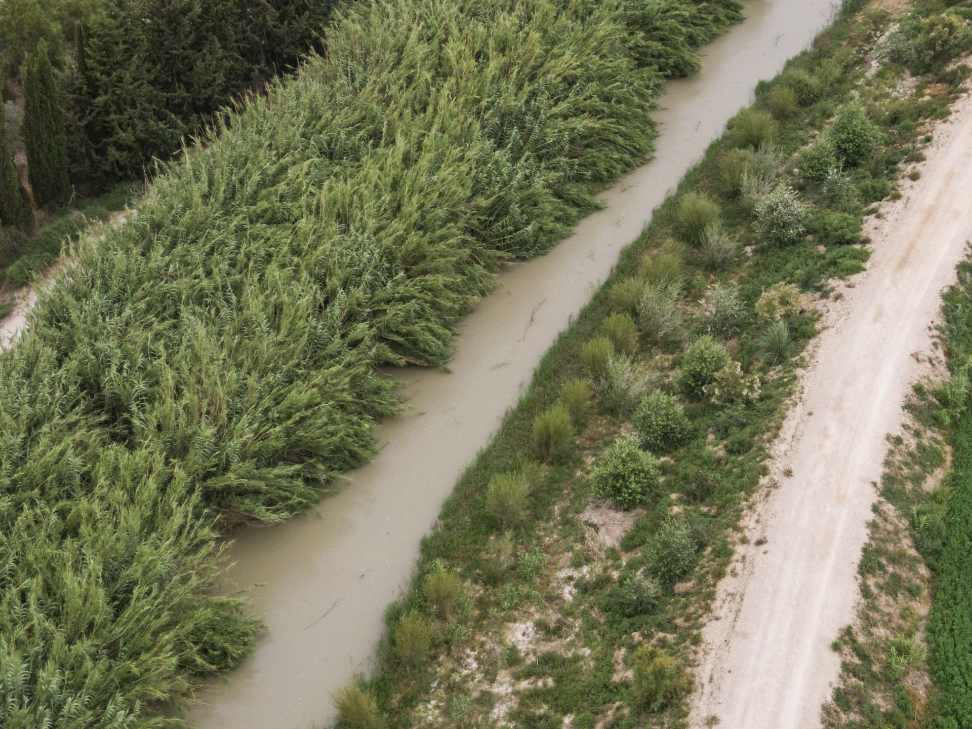 Recuperación de árboles y arbustos de ribera a lo largo del río Segura, en imágenes