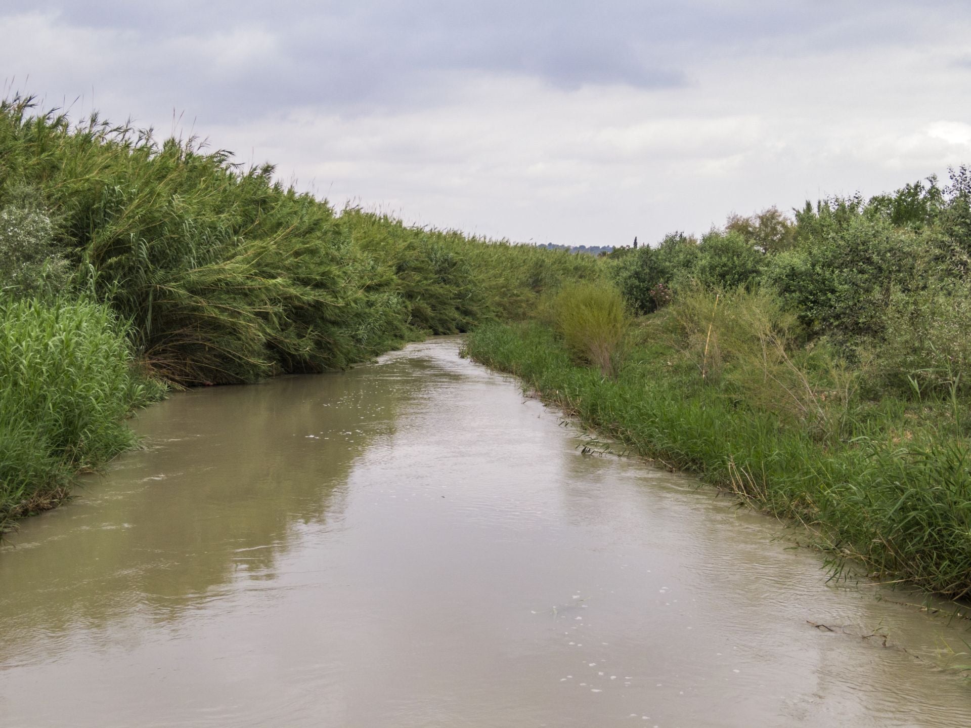 Recuperación de árboles y arbustos de ribera a lo largo del río Segura, en imágenes