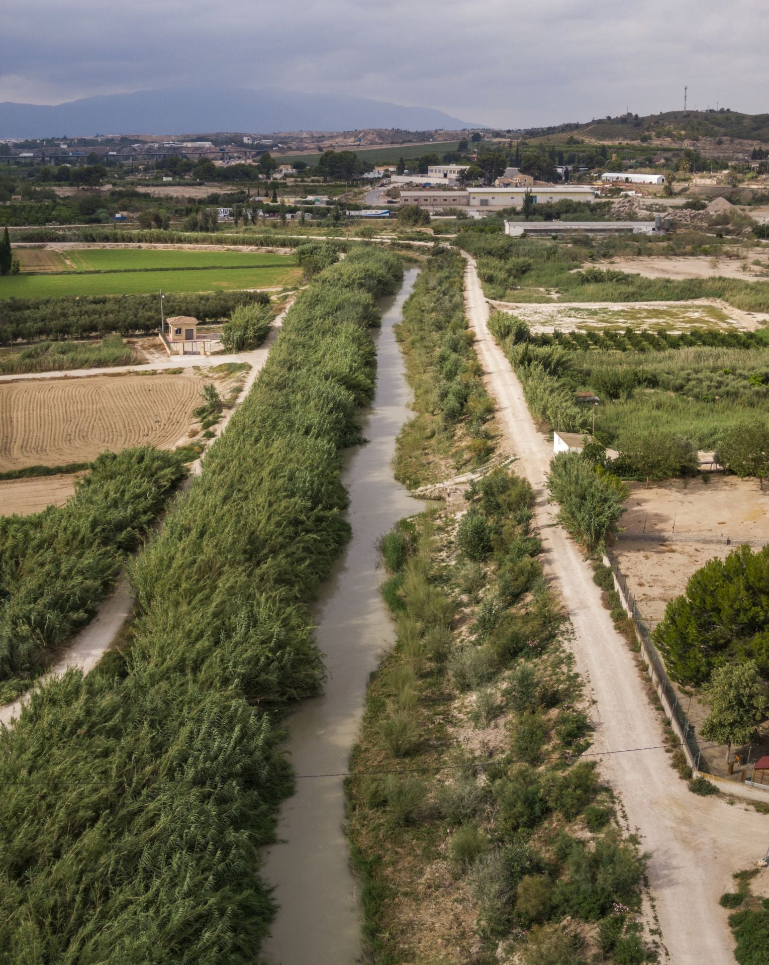 Recuperación de árboles y arbustos de ribera a lo largo del río Segura, en imágenes