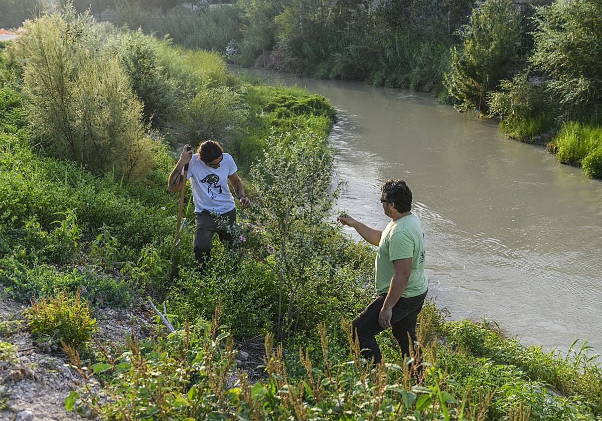 Recuperación de árboles y arbustos de ribera a lo largo del río Segura, en imágenes