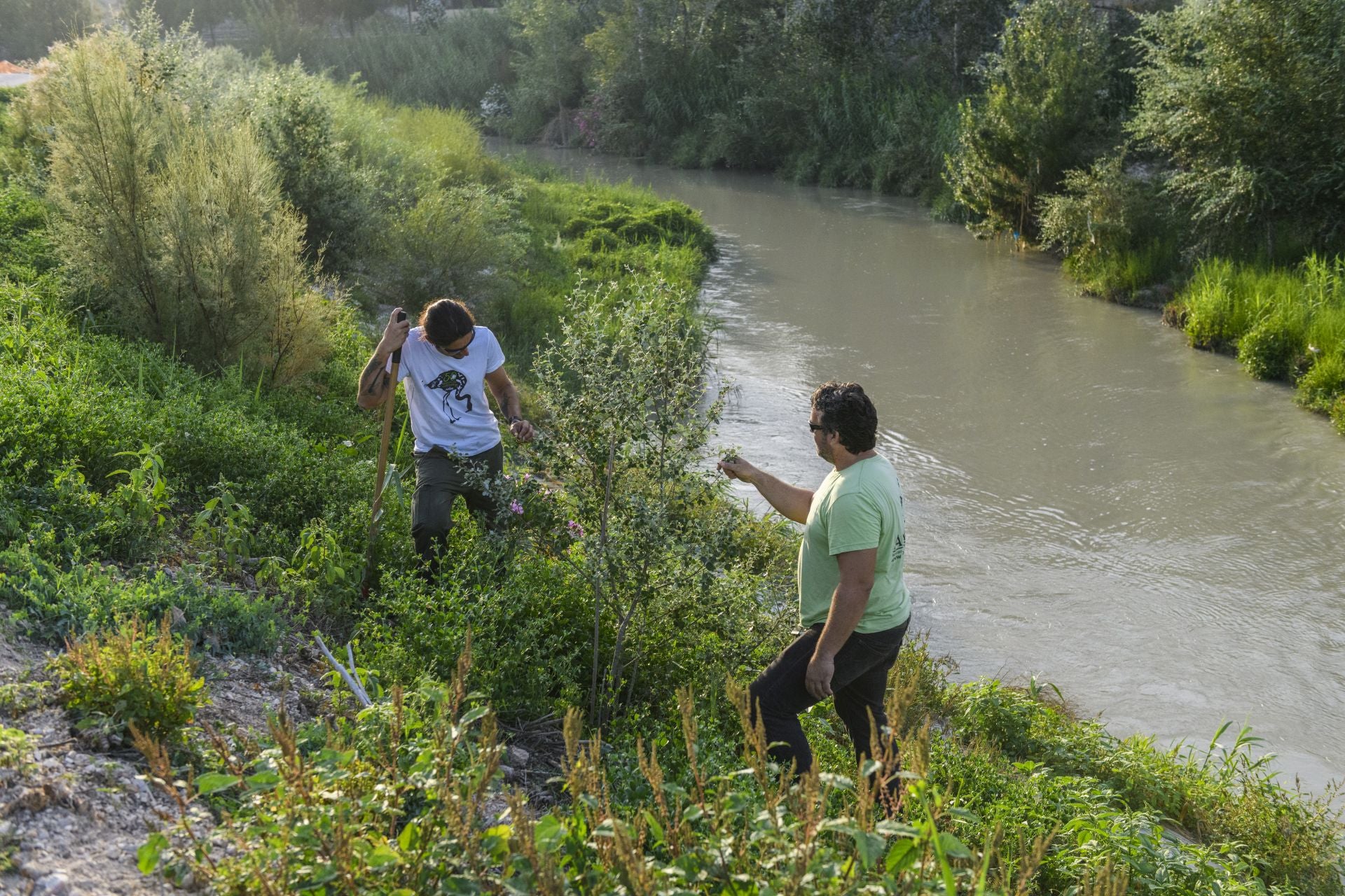 Recuperación de árboles y arbustos de ribera a lo largo del río Segura, en imágenes