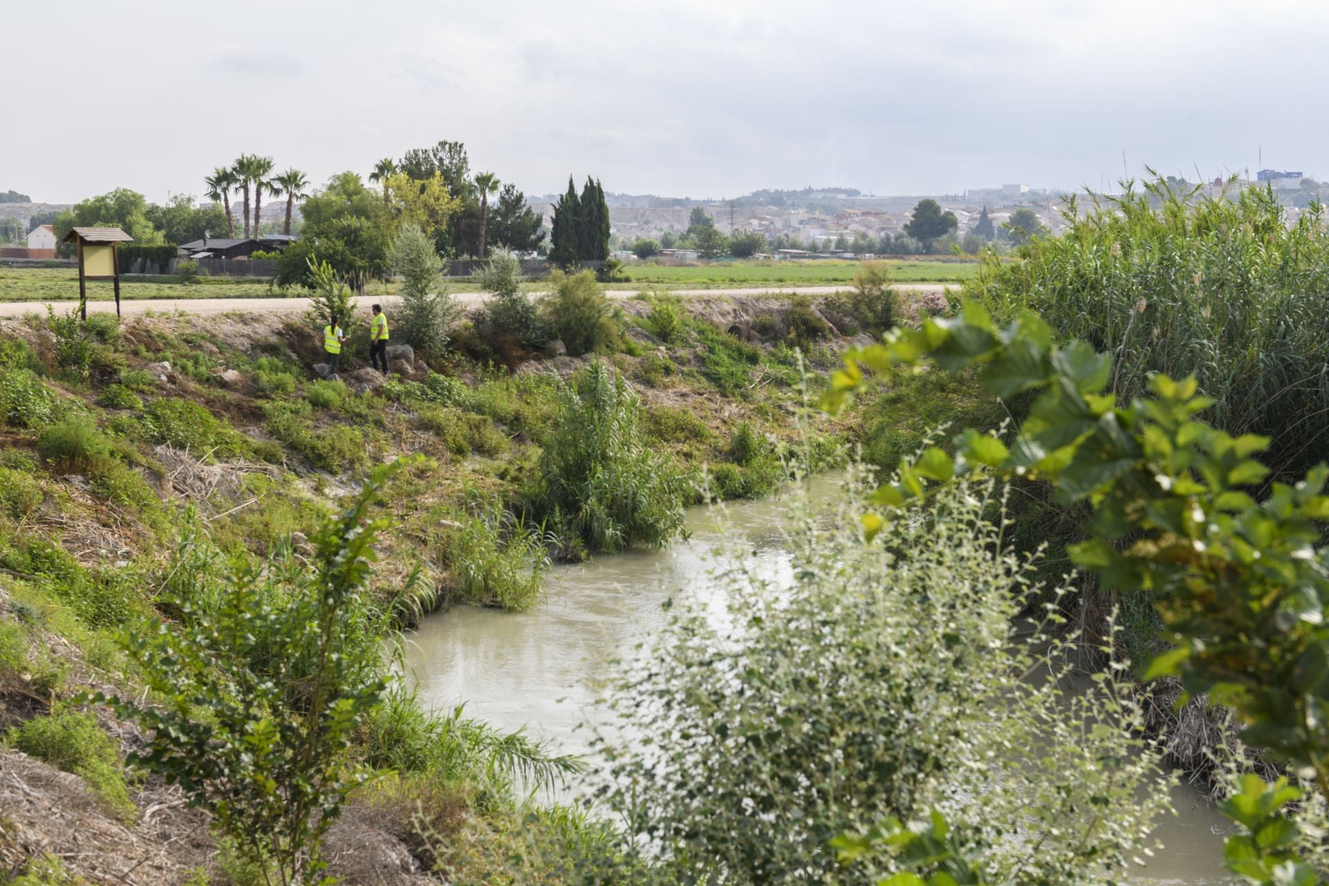 Recuperación de árboles y arbustos de ribera a lo largo del río Segura, en imágenes