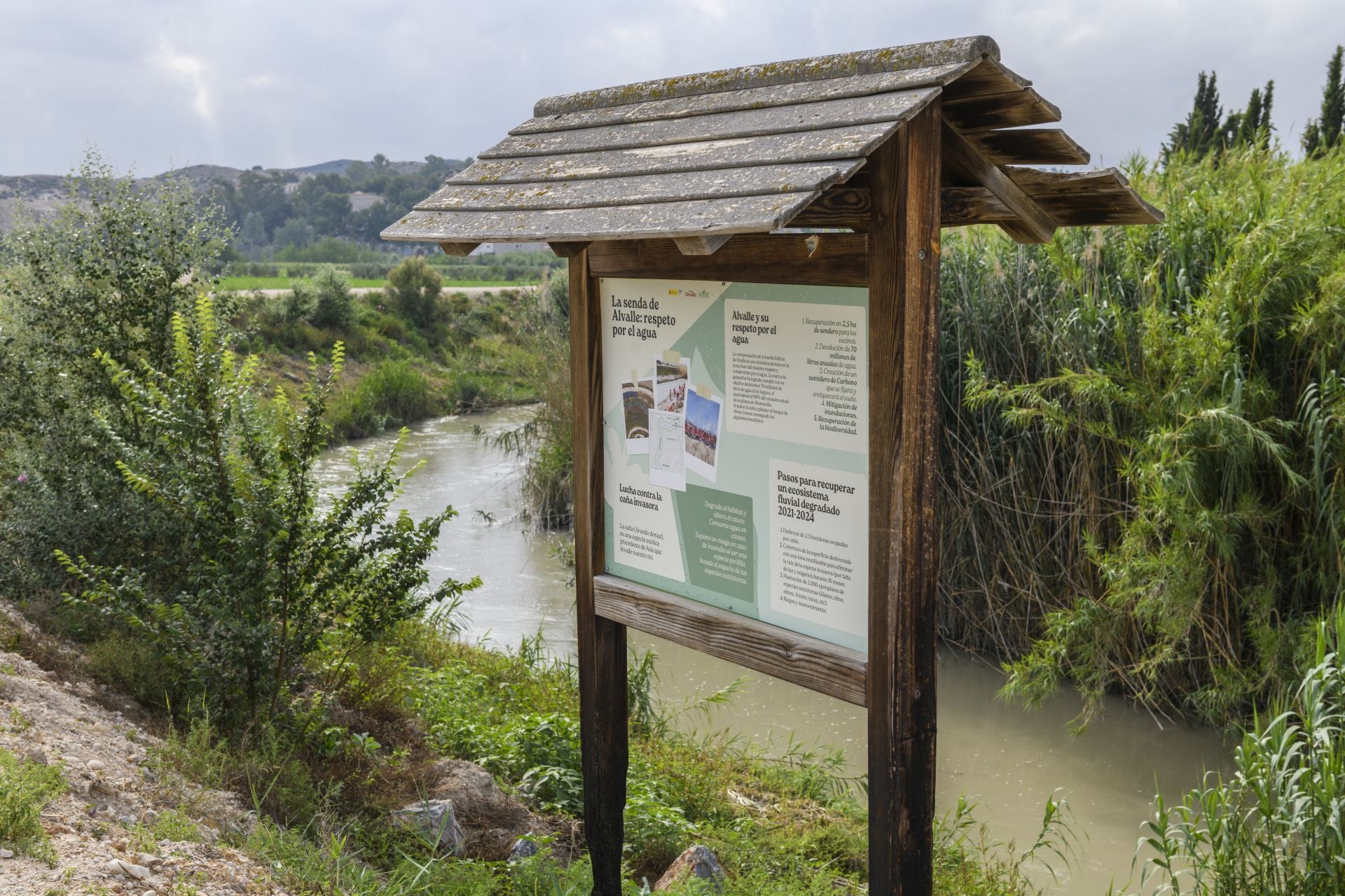 Recuperación de árboles y arbustos de ribera a lo largo del río Segura, en imágenes