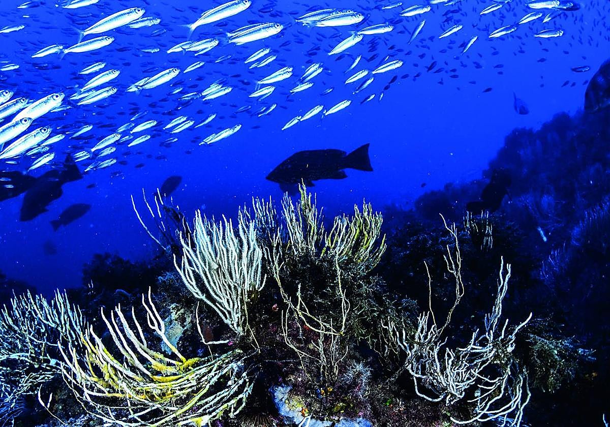 Aspecto del fondo marino en un punto de la Reserva de Cabo de Palos-Islas Hormigas.