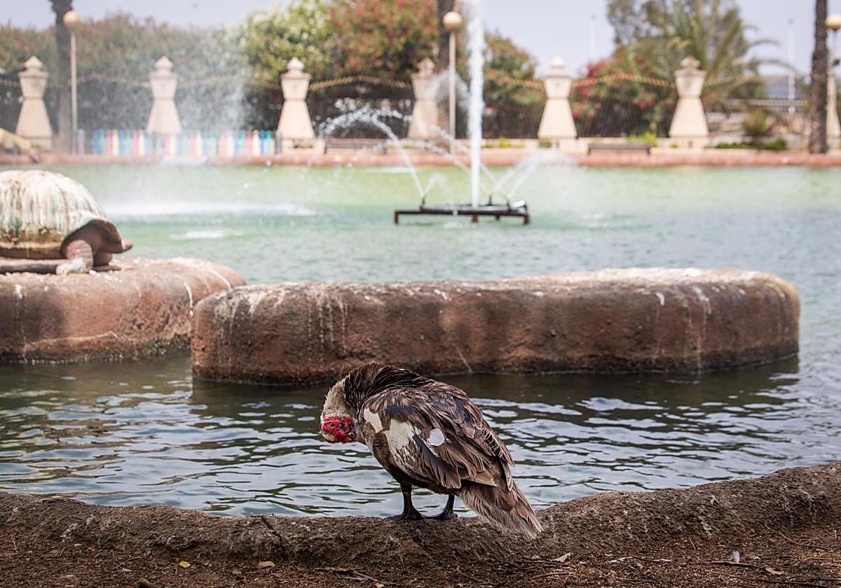 Una gallina, frente al gran lago del parque de las Naciones de Torrevieja.