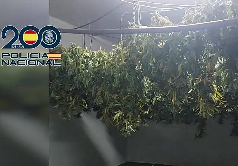 Plantación de marihuana en una vivienda de Alcantarilla.