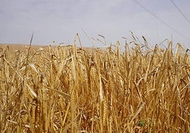 Cebada de la zona del Mar Menor.