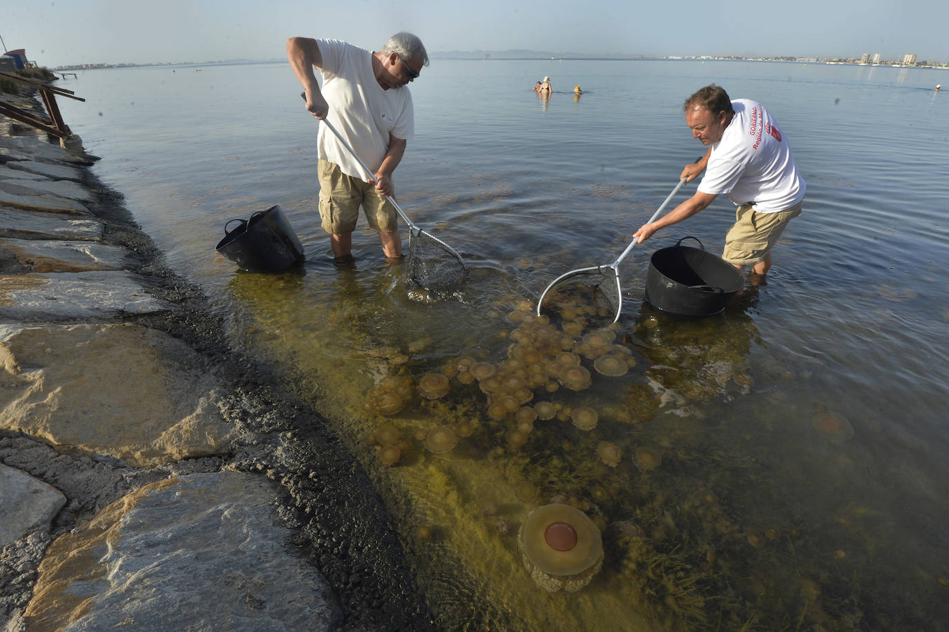 Las redes antimedusas colocadas en el Mar Menor, en imágenes