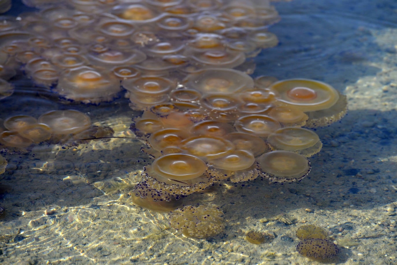 Las redes antimedusas colocadas en el Mar Menor, en imágenes