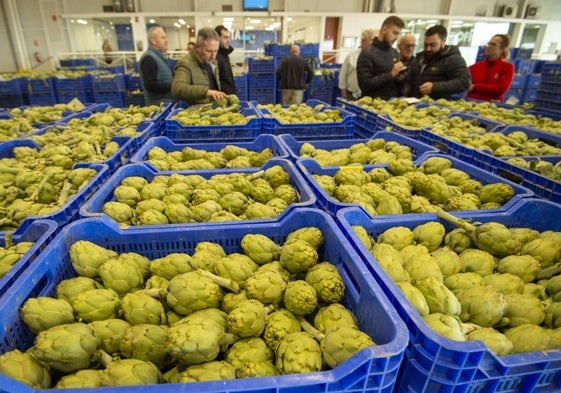 Cajas de alcachofas preparadas para la subasta en una alhóndiga de la Región de Murcia.