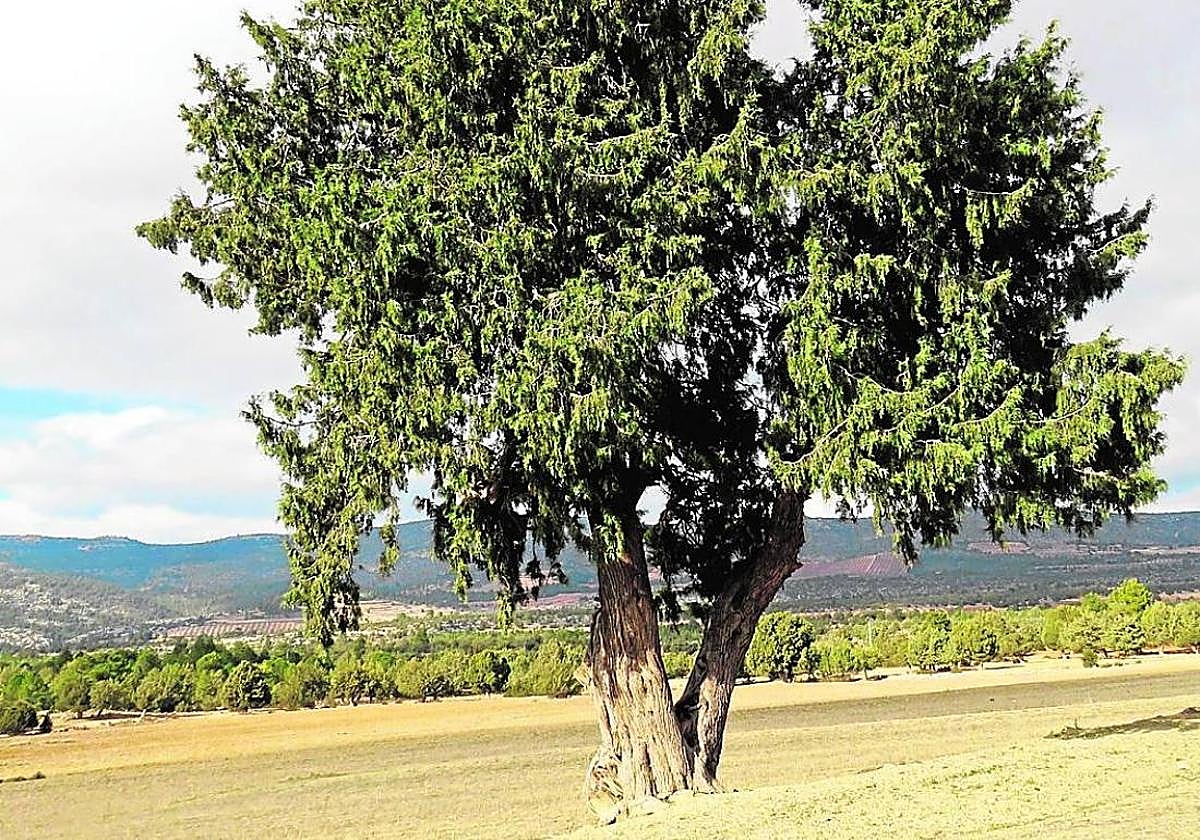 Imagen de archivo de una sabina albar, en El Sabinar.