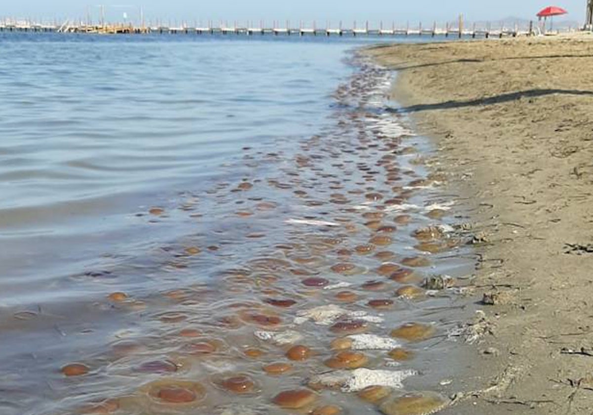 La mezcla de medusas y la ya tradicional espuma blanca en la orilla hacía el baño poco apetecible en la playa de Los Urrutias, este domingo por la tarde.