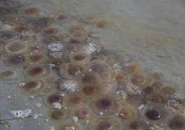 Cientos de medusas se acumulan en Punta Brava y Los Urrutias