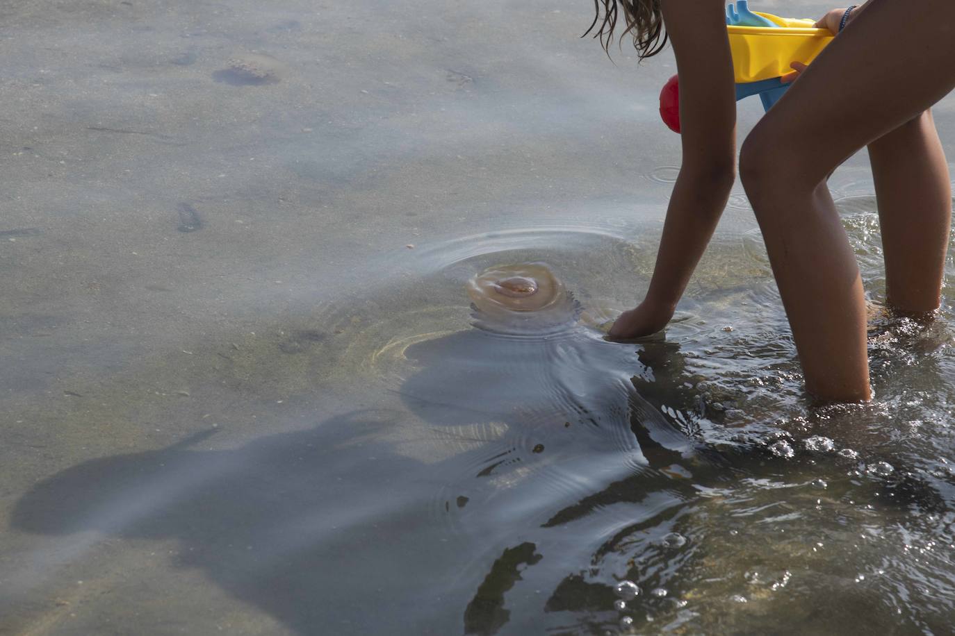 Cientos de medusas se acumulan en Punta Brava y Los Urrutias