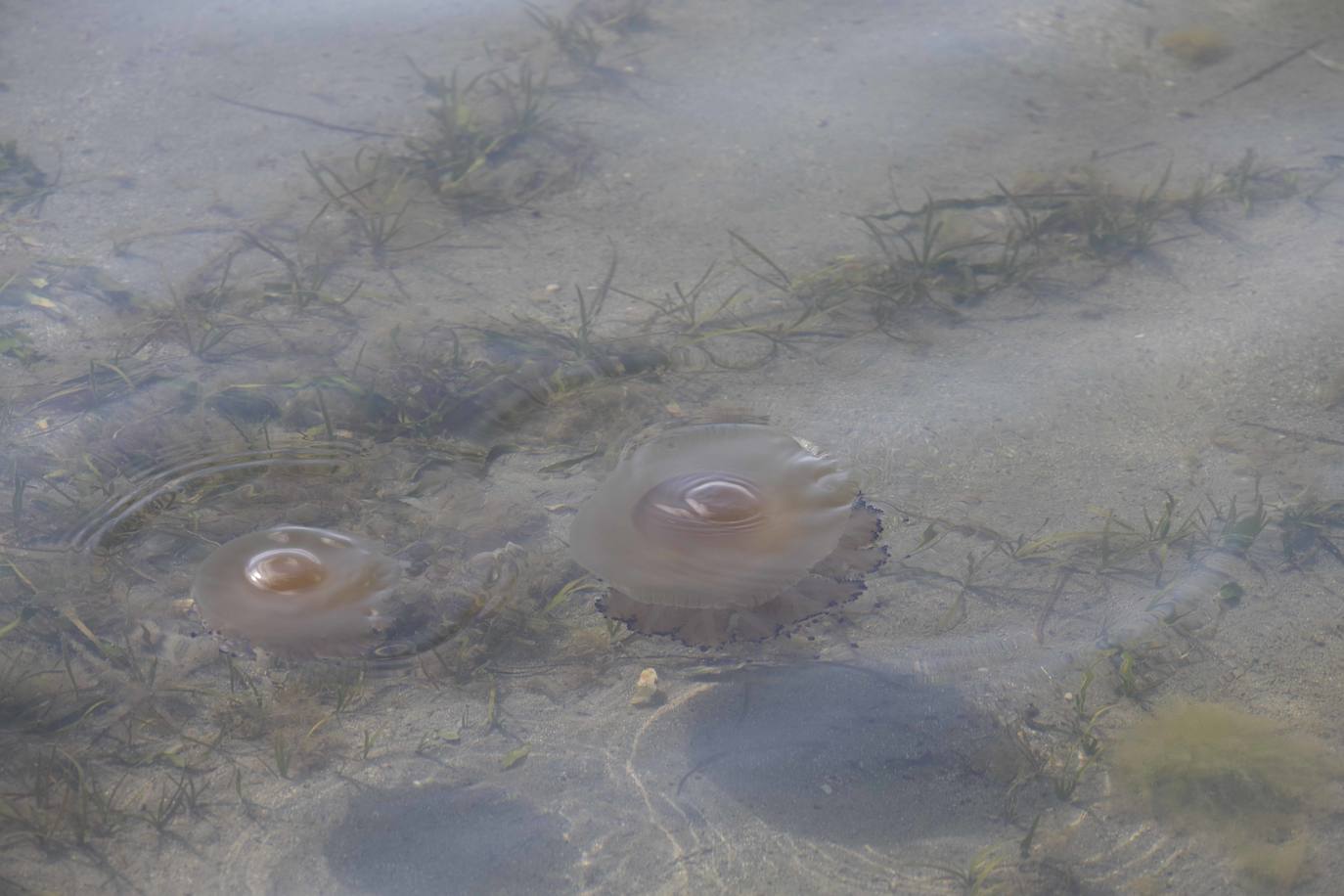 Cientos de medusas se acumulan en Punta Brava y Los Urrutias