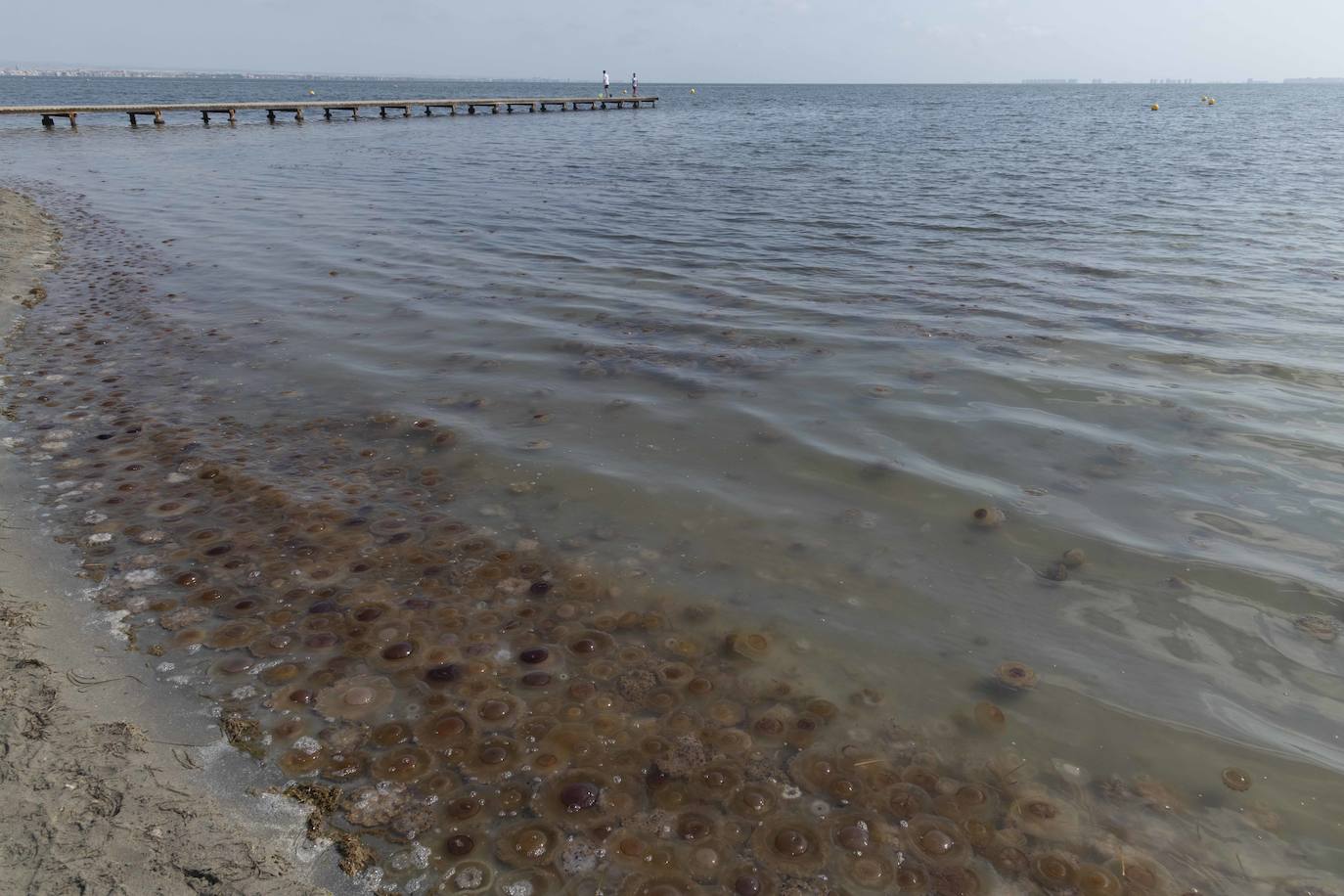 Cientos de medusas se acumulan en Punta Brava y Los Urrutias