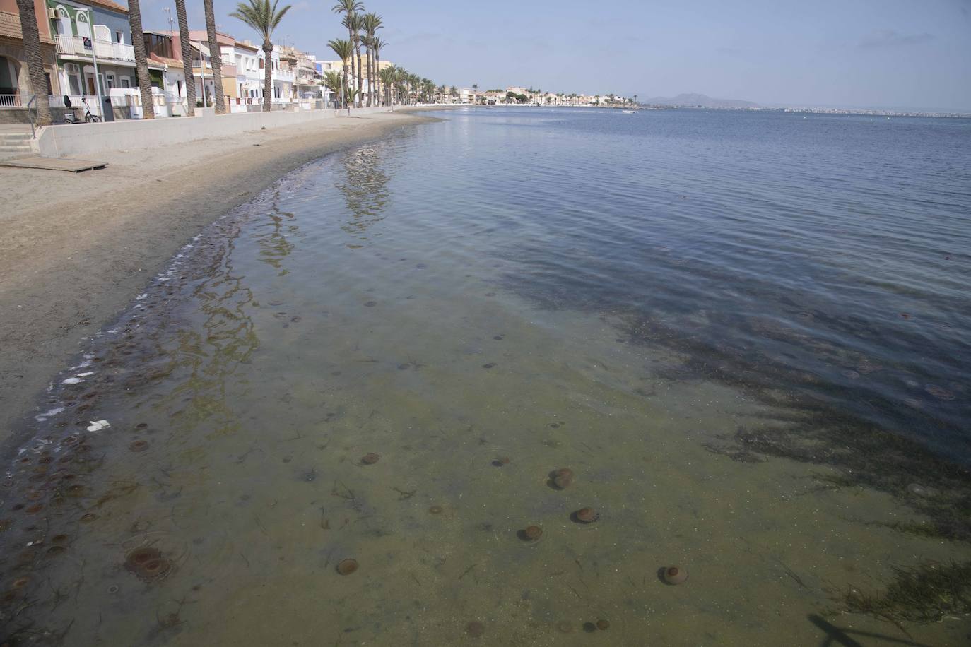 Cientos de medusas se acumulan en Punta Brava y Los Urrutias