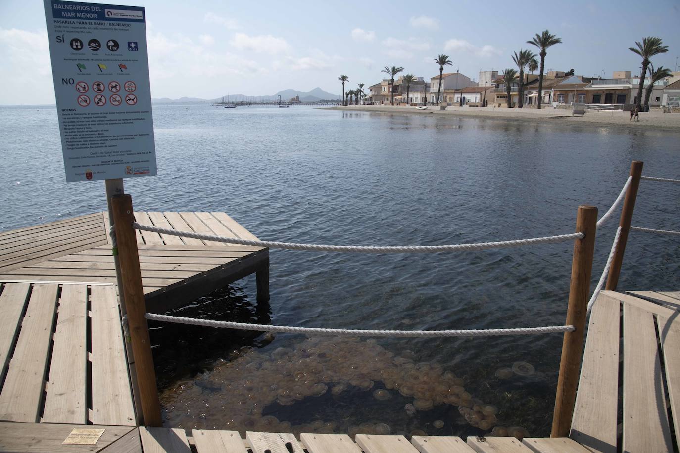 Cientos de medusas se acumulan en Punta Brava y Los Urrutias