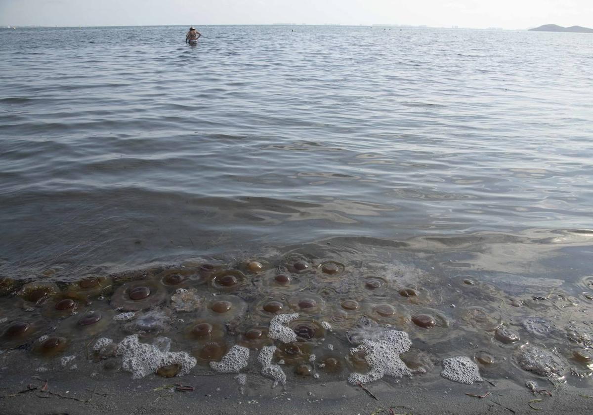 Medusas 'huevo frito' en Punta Brava, este lunes.