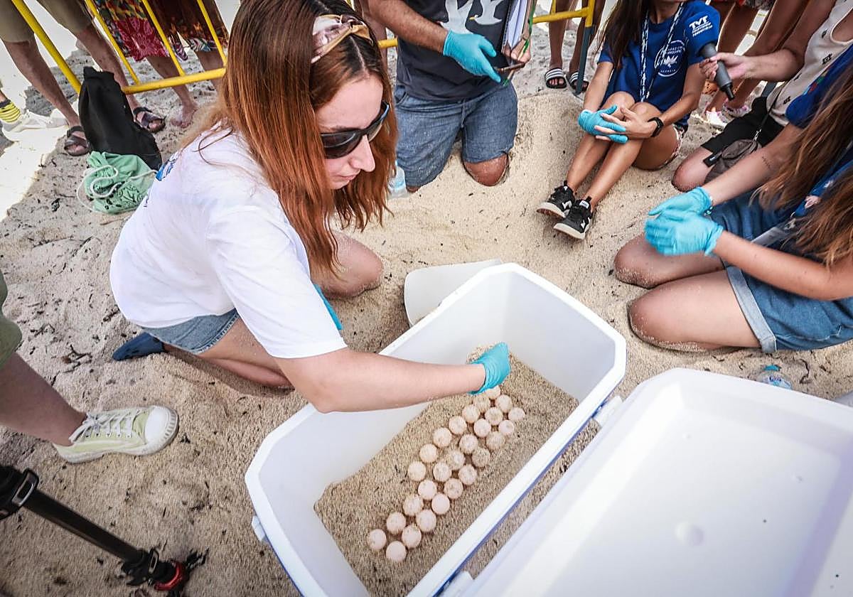 La tortuga &#039;Pura Vida&#039; visita por segunda vez este verano las playas de Torrevieja