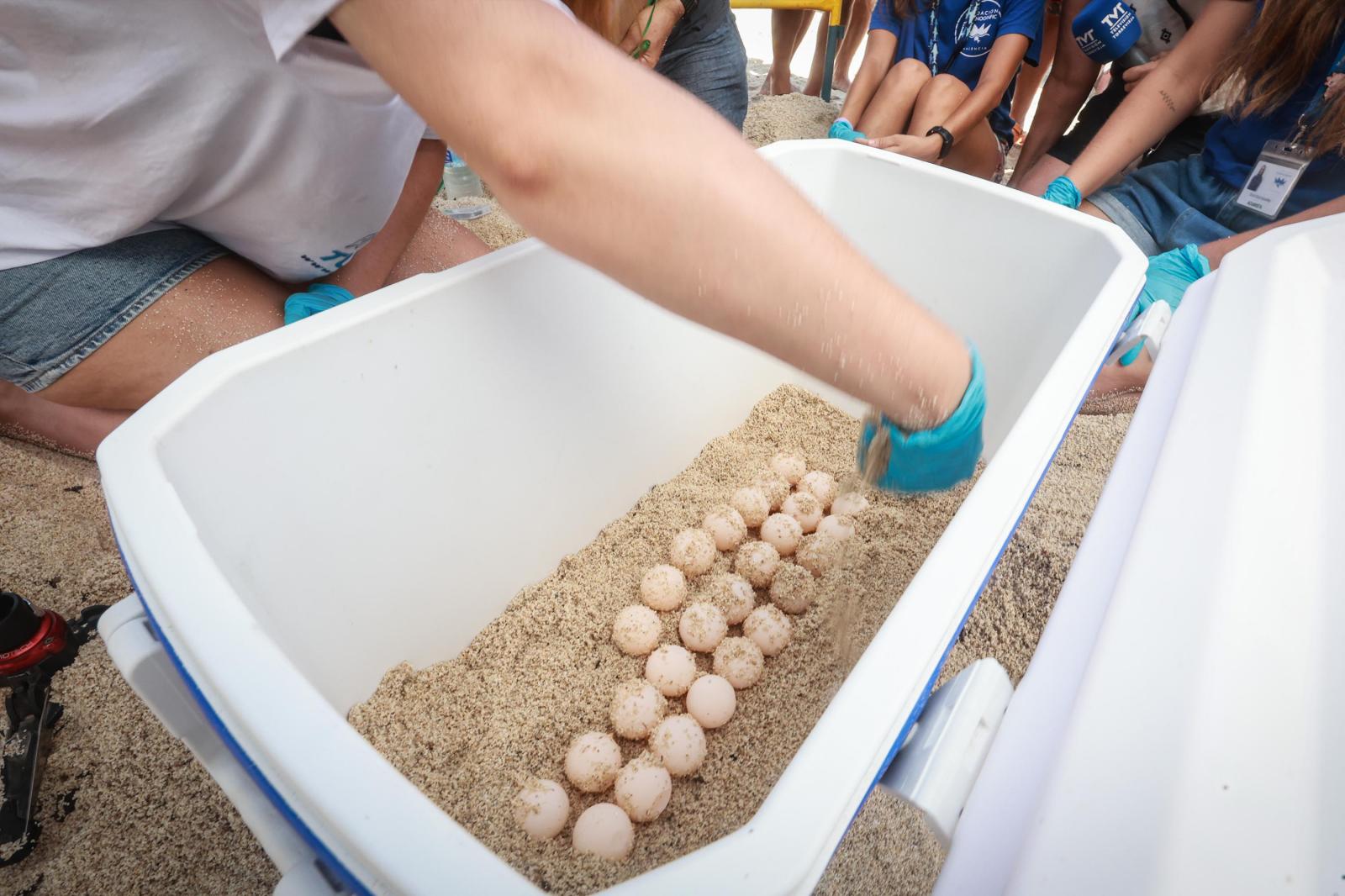 La tortuga &#039;Pura Vida&#039; visita por segunda vez este verano las playas de Torrevieja