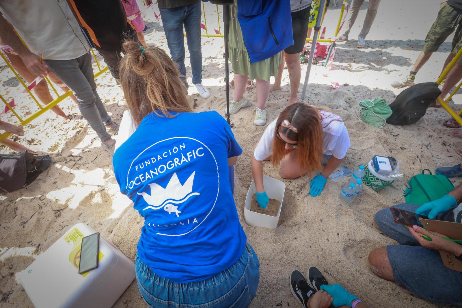 La tortuga &#039;Pura Vida&#039; visita por segunda vez este verano las playas de Torrevieja