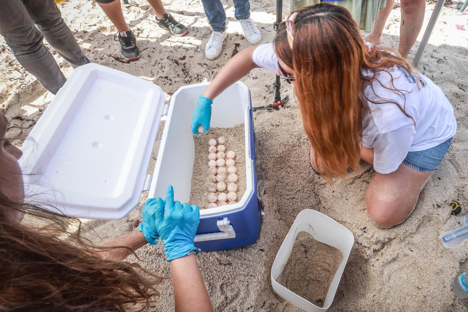 La tortuga &#039;Pura Vida&#039; visita por segunda vez este verano las playas de Torrevieja