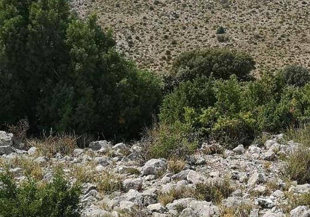 Vistas de una microrreserva de especies florales en Moratalla.
