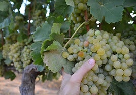 Estado de las uvas de la variedad Merseguera en la viña de la Politécnica, la semana previa a la vendimia.
