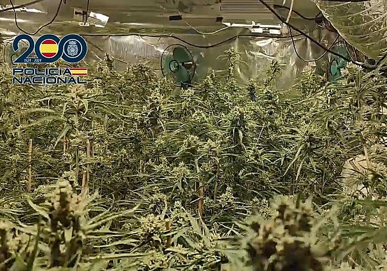 Una de las plantaciones de marihuana halladas por los agentes.