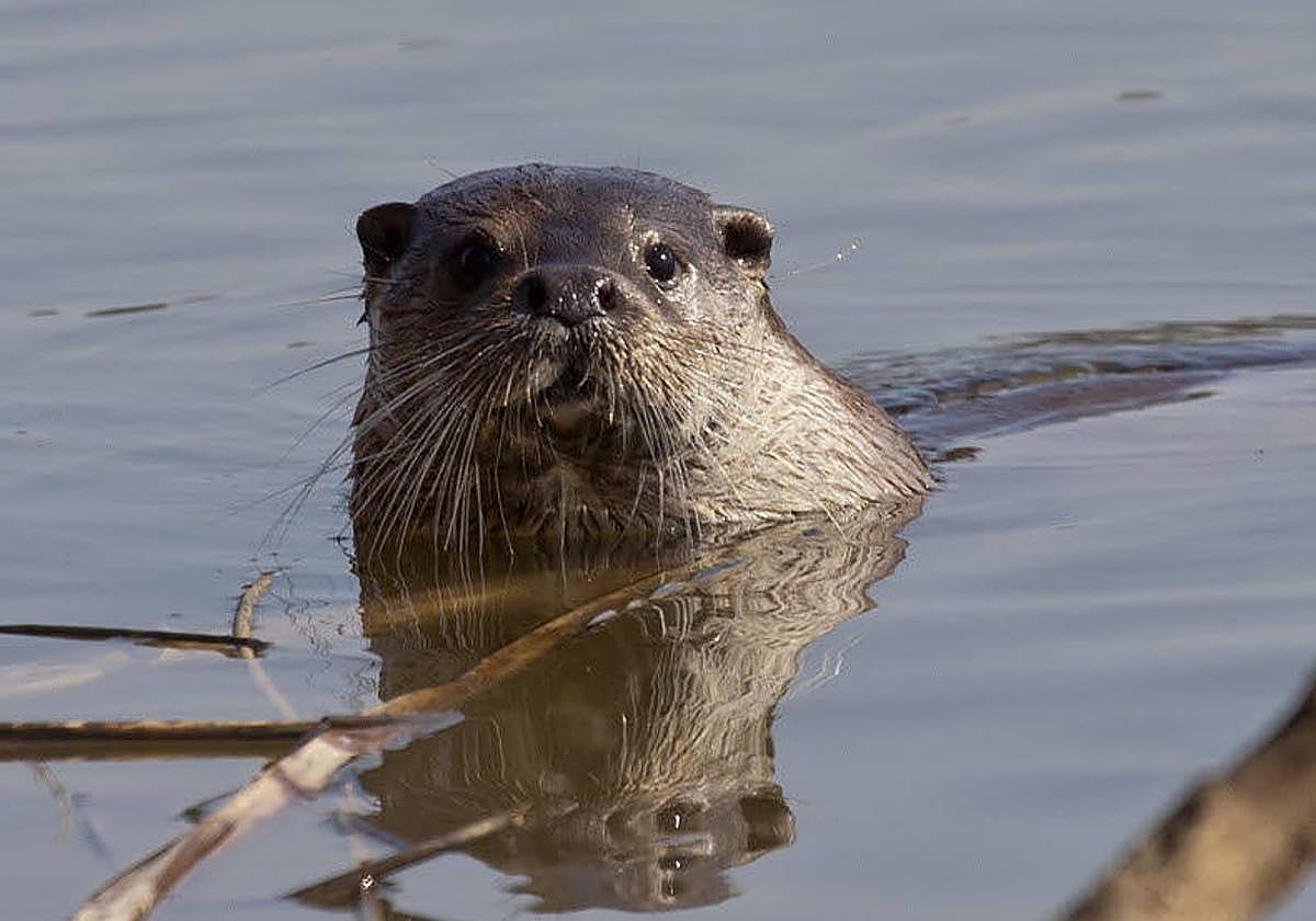 Imagen de un ejemplar de nutria, especie cuya presencia en el entorno de la capital ha sido ampliamente constatada.