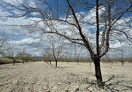 Almendros afectados por la sequía, entre Mula y Fuente Librilla.