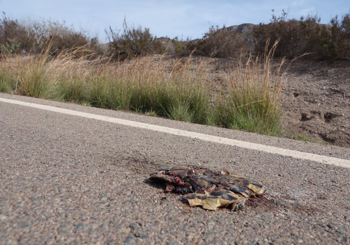 Una de las tortugas moras atropelladas en la carretera entre Calabardina y El Sombrerico, en Cabo Cope.