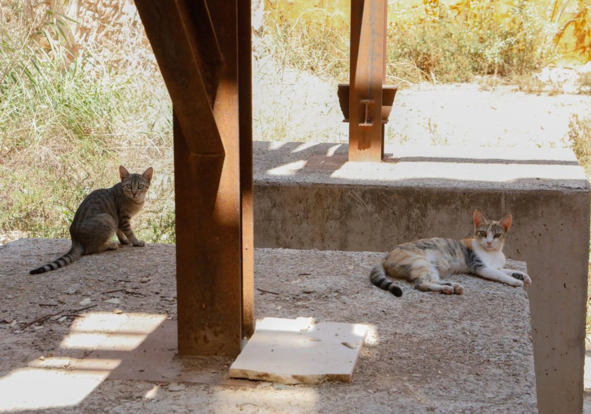 No habrá más colonias felinas en Lorca hasta que llegue la ayuda del Estado
