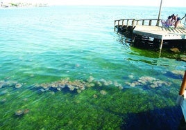 Aglomeración de medusas en la playa de Los Urrutias a principios de mes.