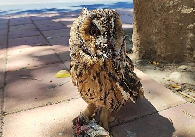 El búho encontrado en el casco urbano de Lorca.