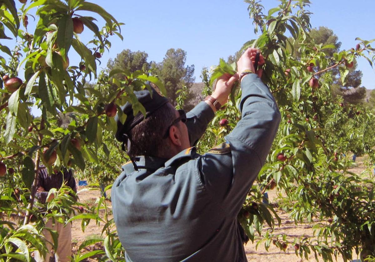 Un agente del Seprona con las plantaciones sin autorización.